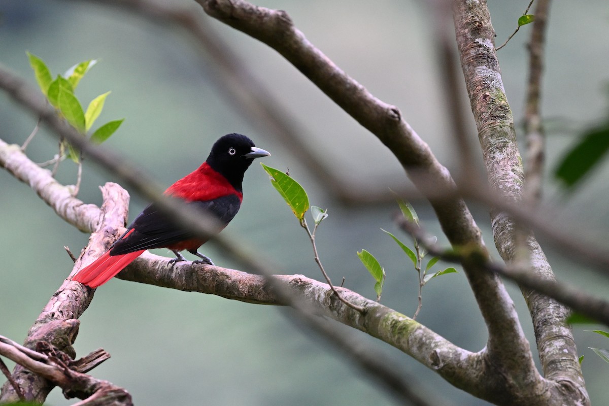 Maroon Oriole - ML647603045