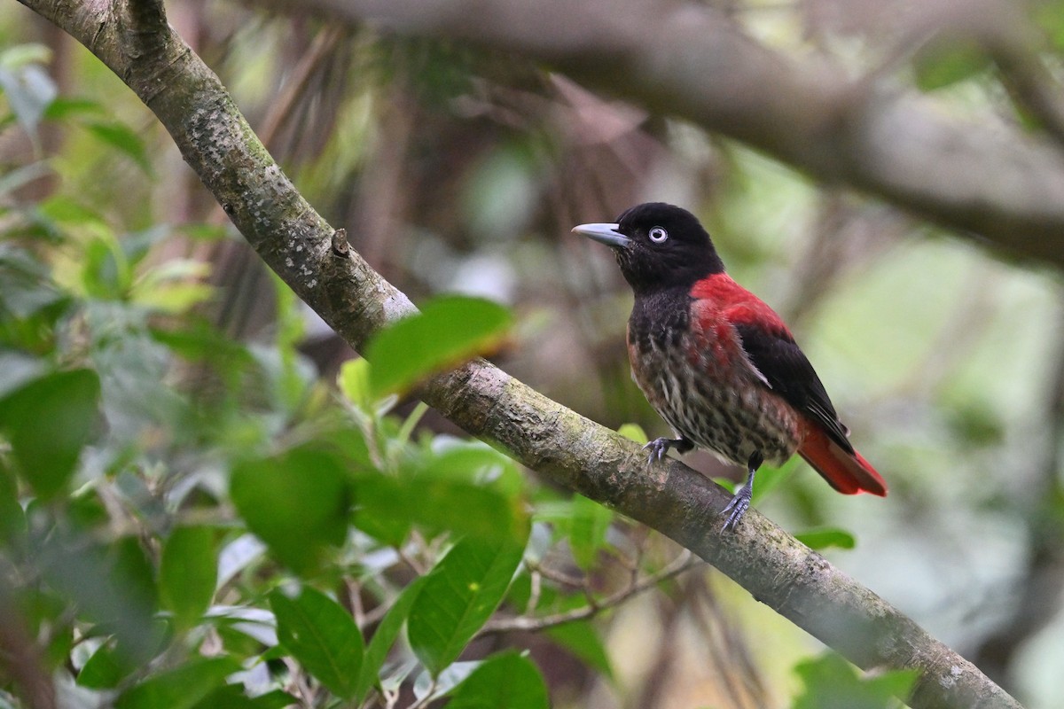 Maroon Oriole - ML647603046