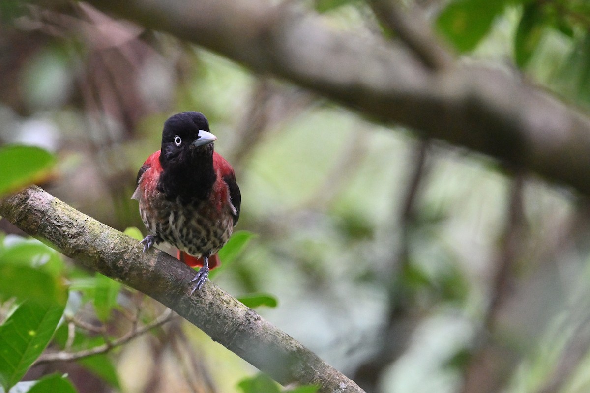 Maroon Oriole - ML647603047