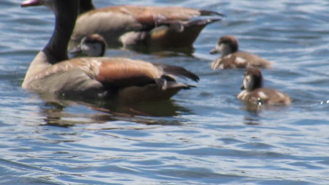 יאורית - ML647603108