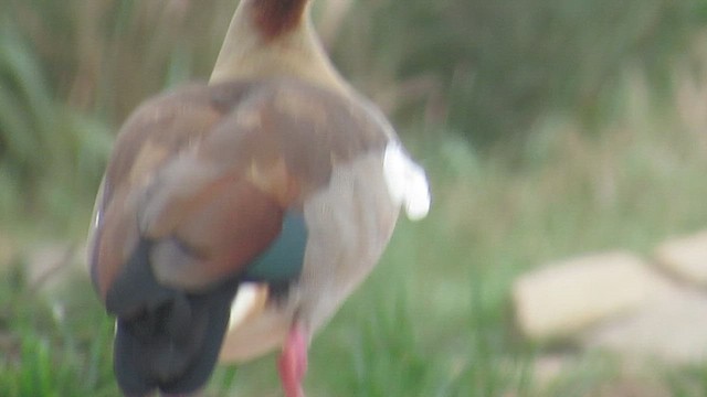 יאורית - ML647603109