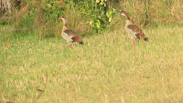 niland - ML647603112