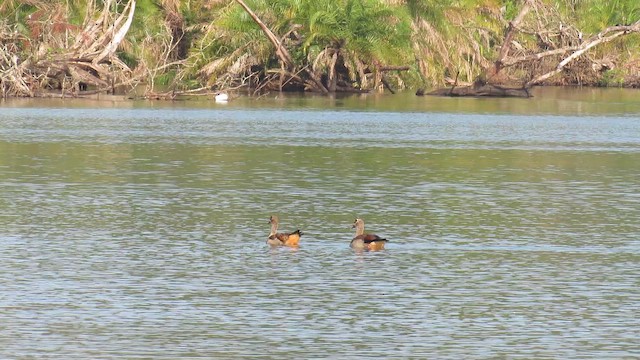 יאורית - ML647603113
