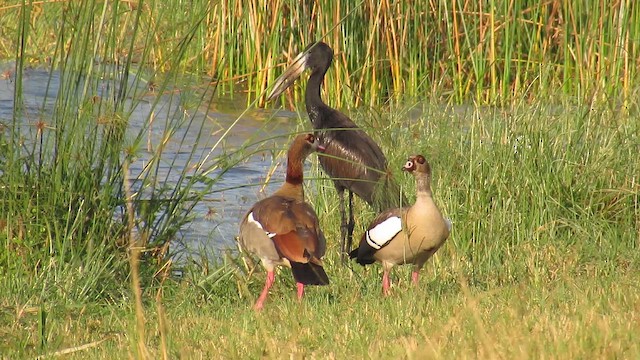 יאורית - ML647603115