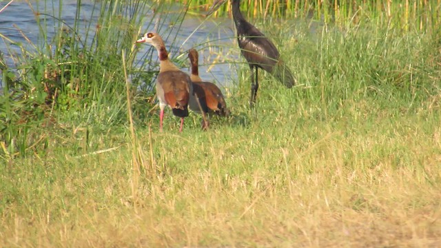 יאורית - ML647603116