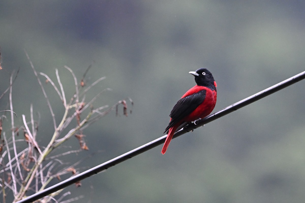 Maroon Oriole - ML647603122