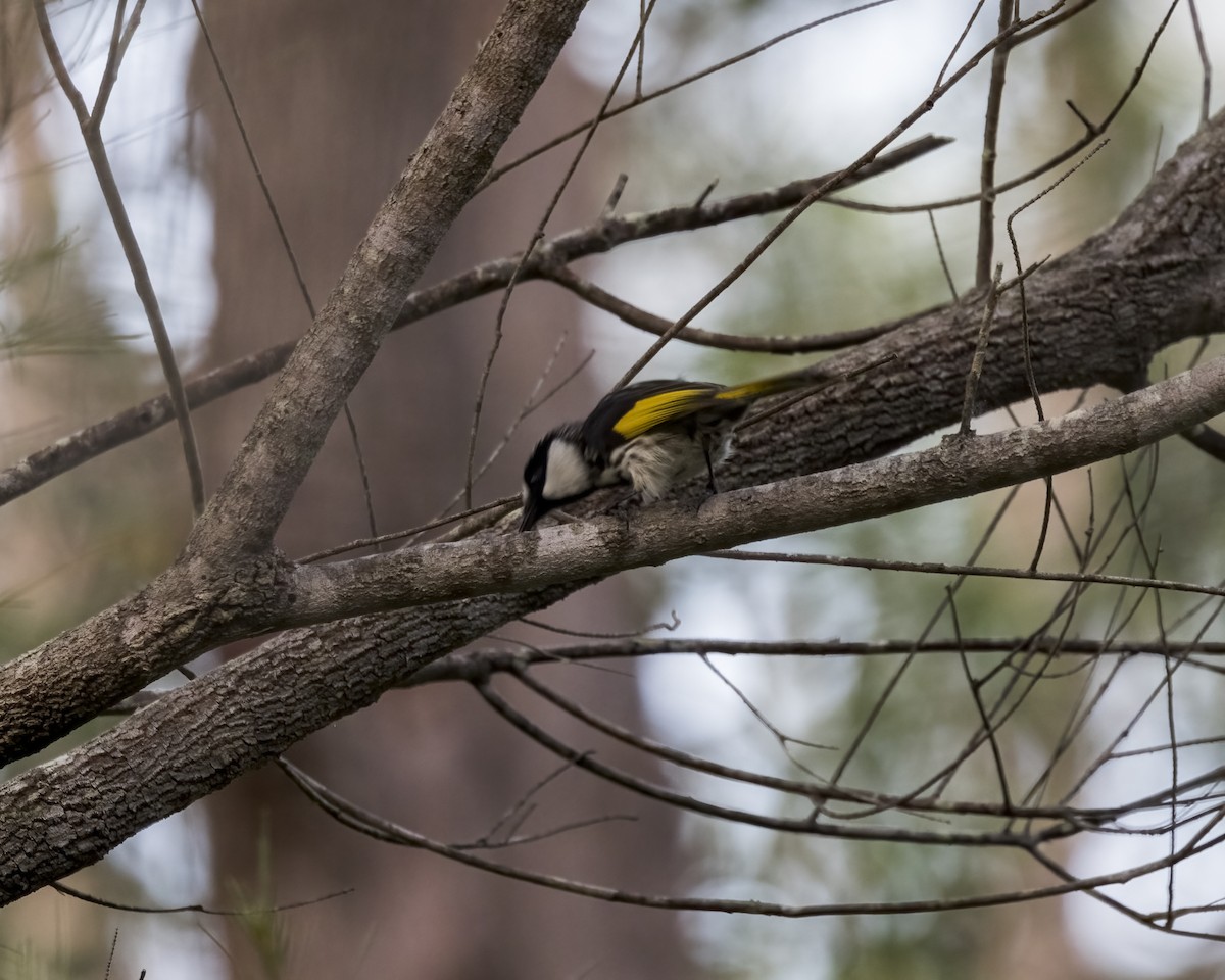 hvitkinnhonningeter - ML647603152