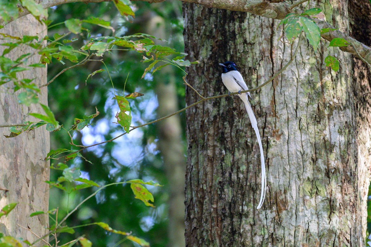 gallaparadismonark - ML647603154