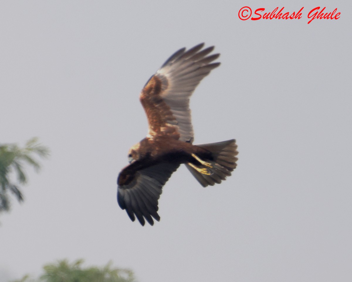 sivhauk - ML647603155