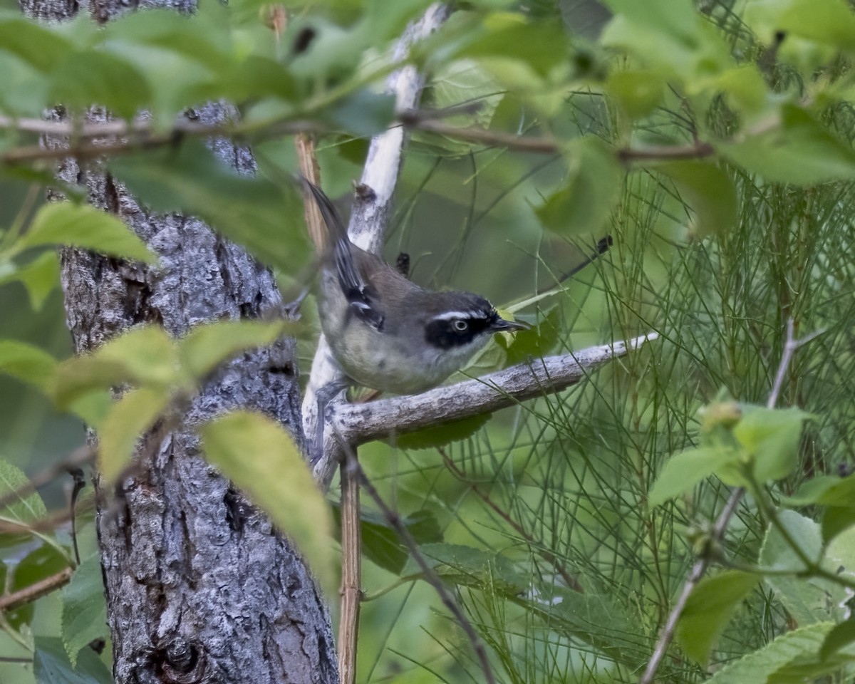 hvitbrynkrattsmett - ML647603157