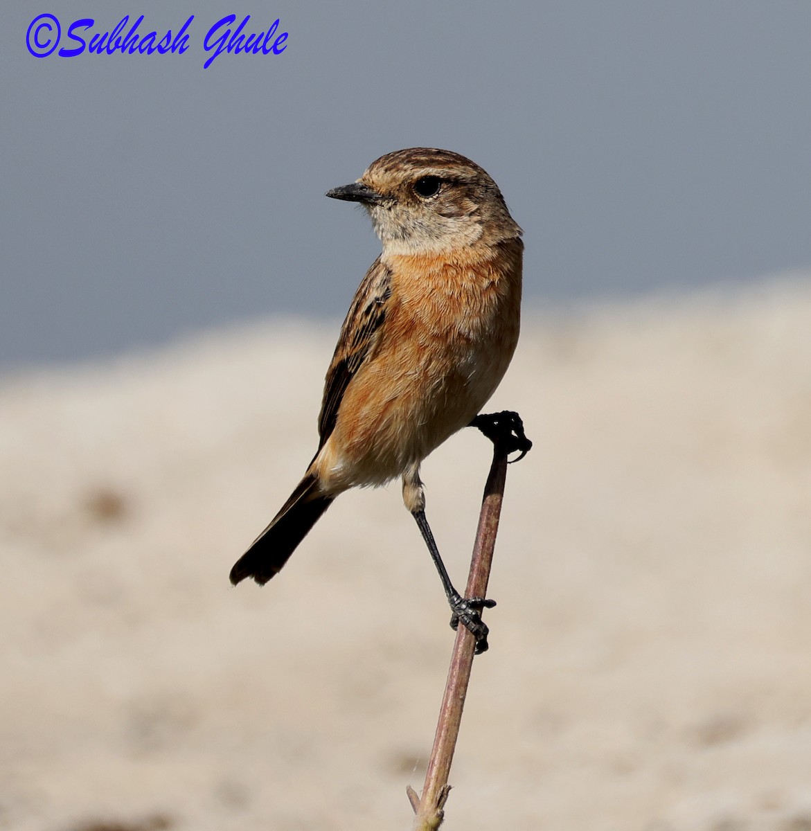 russesvartstrupe - ML647603158