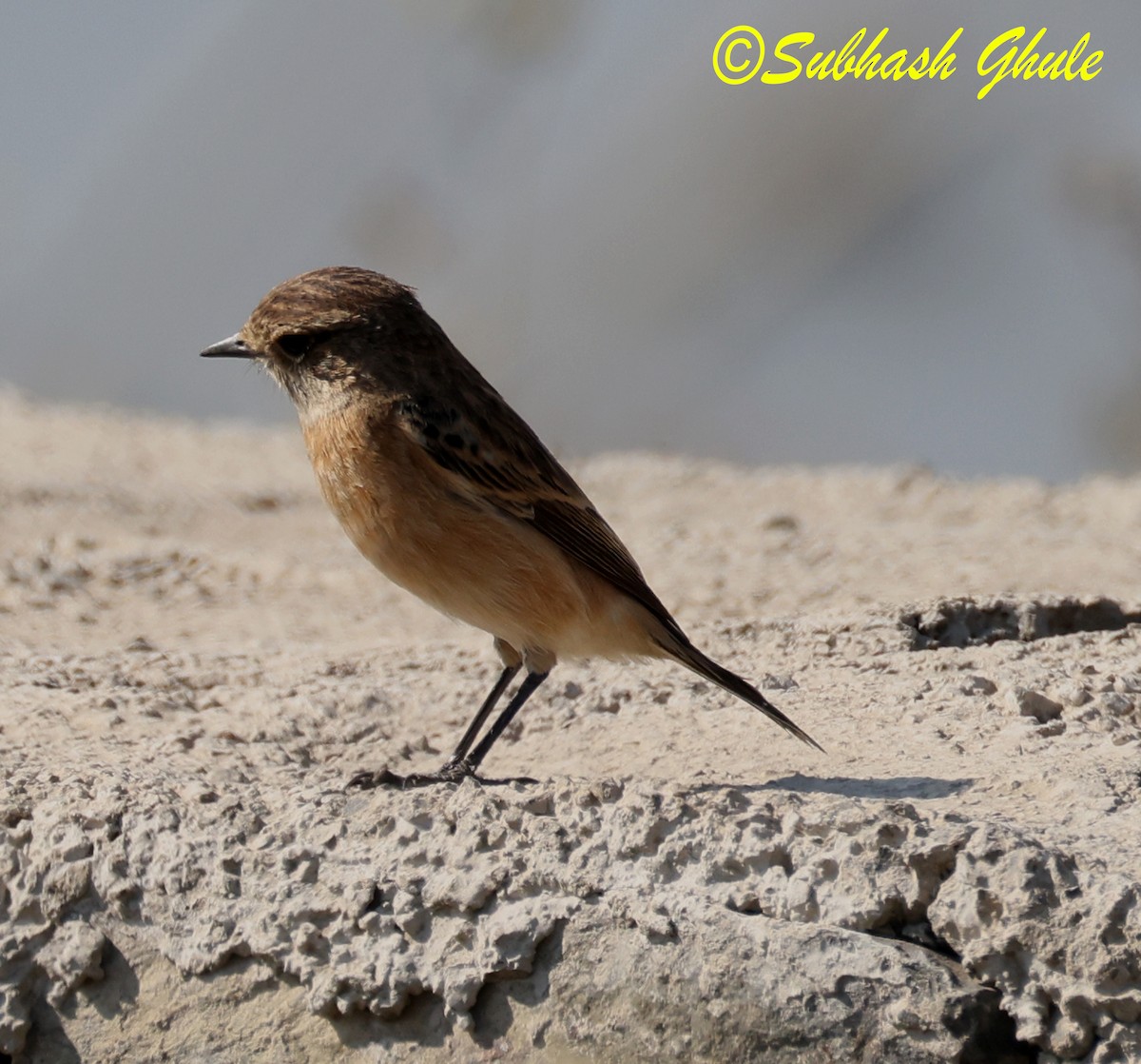 russesvartstrupe - ML647603159