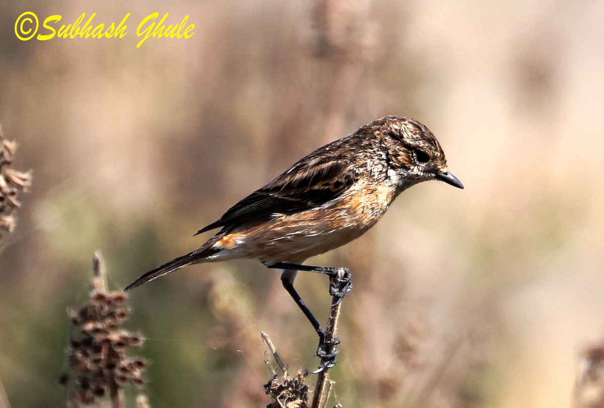 russesvartstrupe - ML647603160