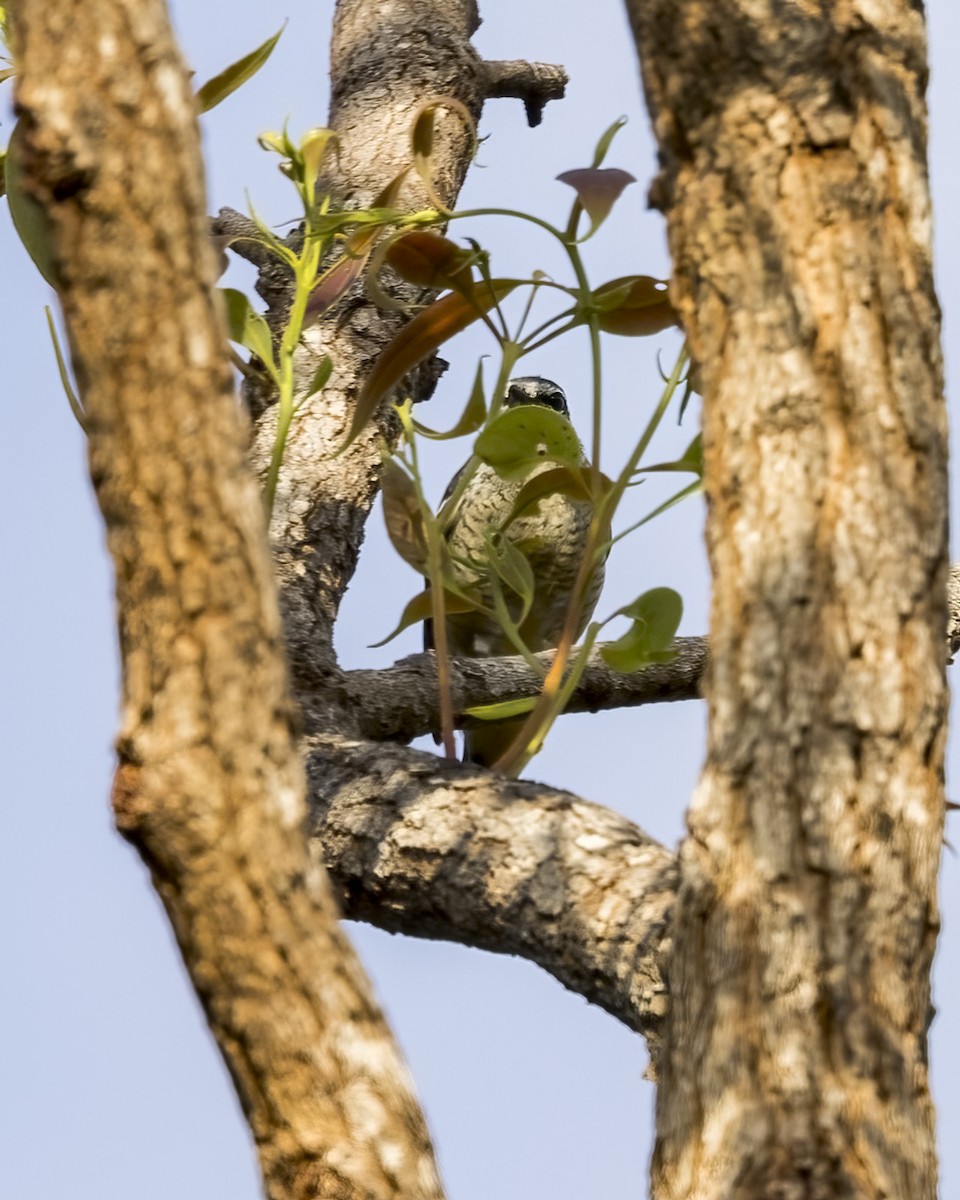 hvitbryntrillefugl - ML647603161