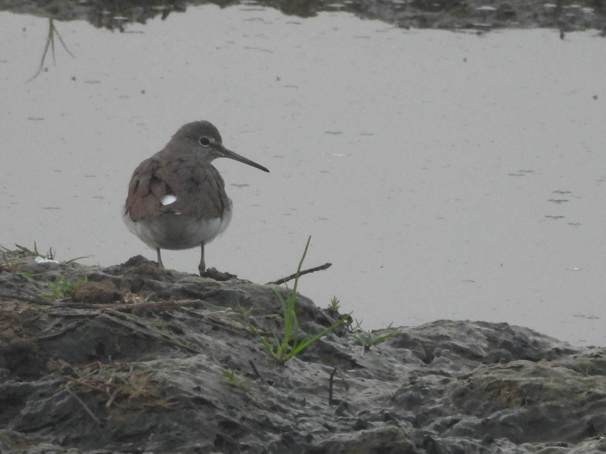 skogsnipe - ML647603167