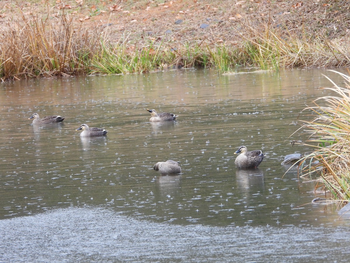 kinaand - ML647603168