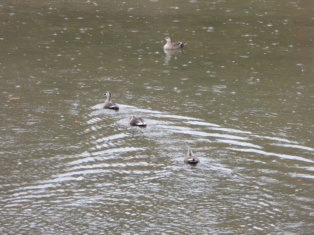 kinaand - ML647603170