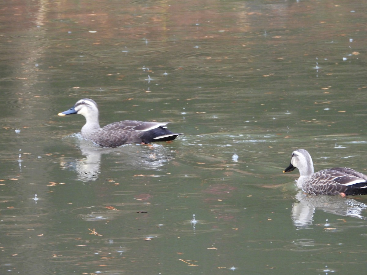 kinaand - ML647603171