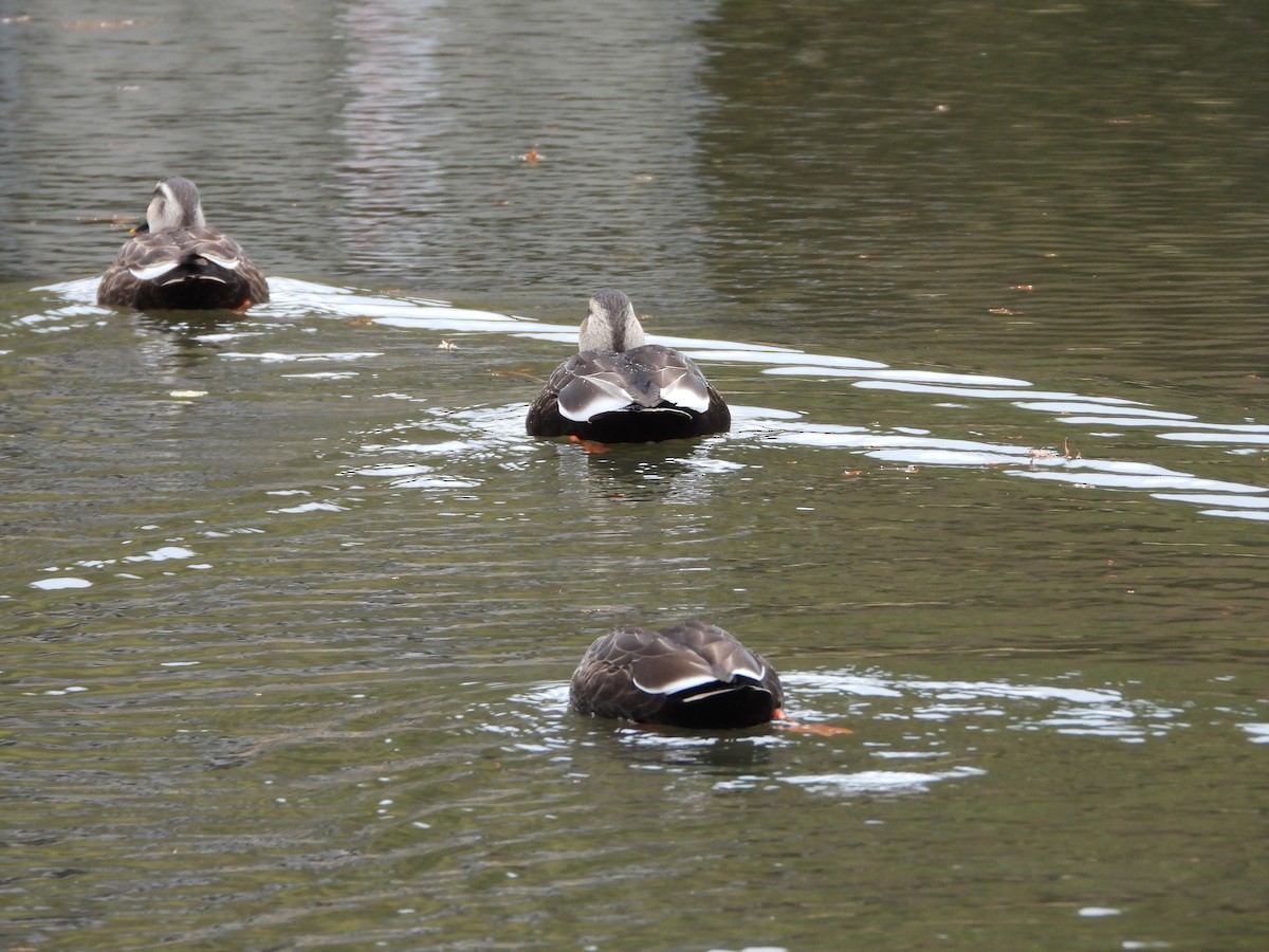 kinaand - ML647603172