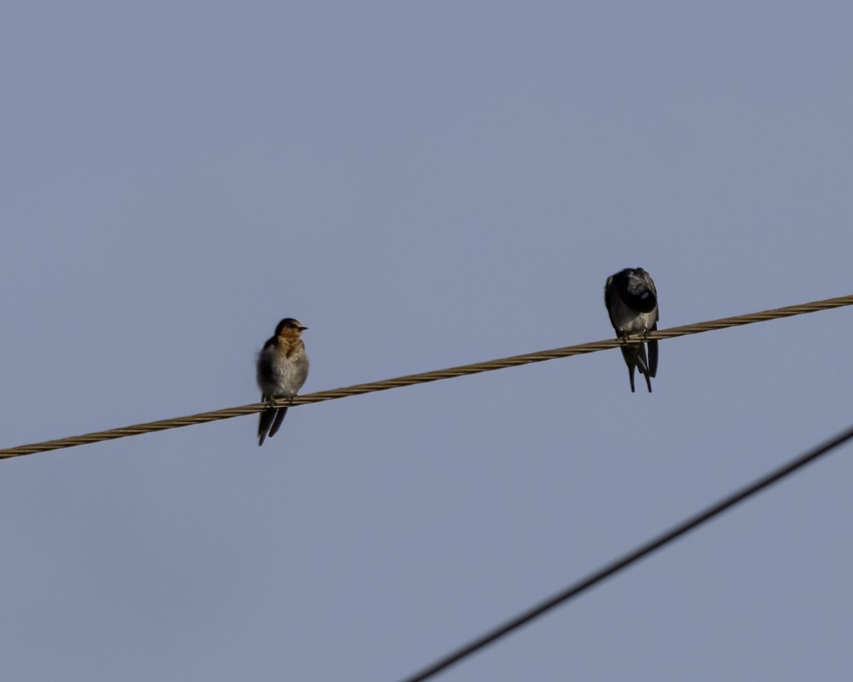 pionérsvale - ML647603173