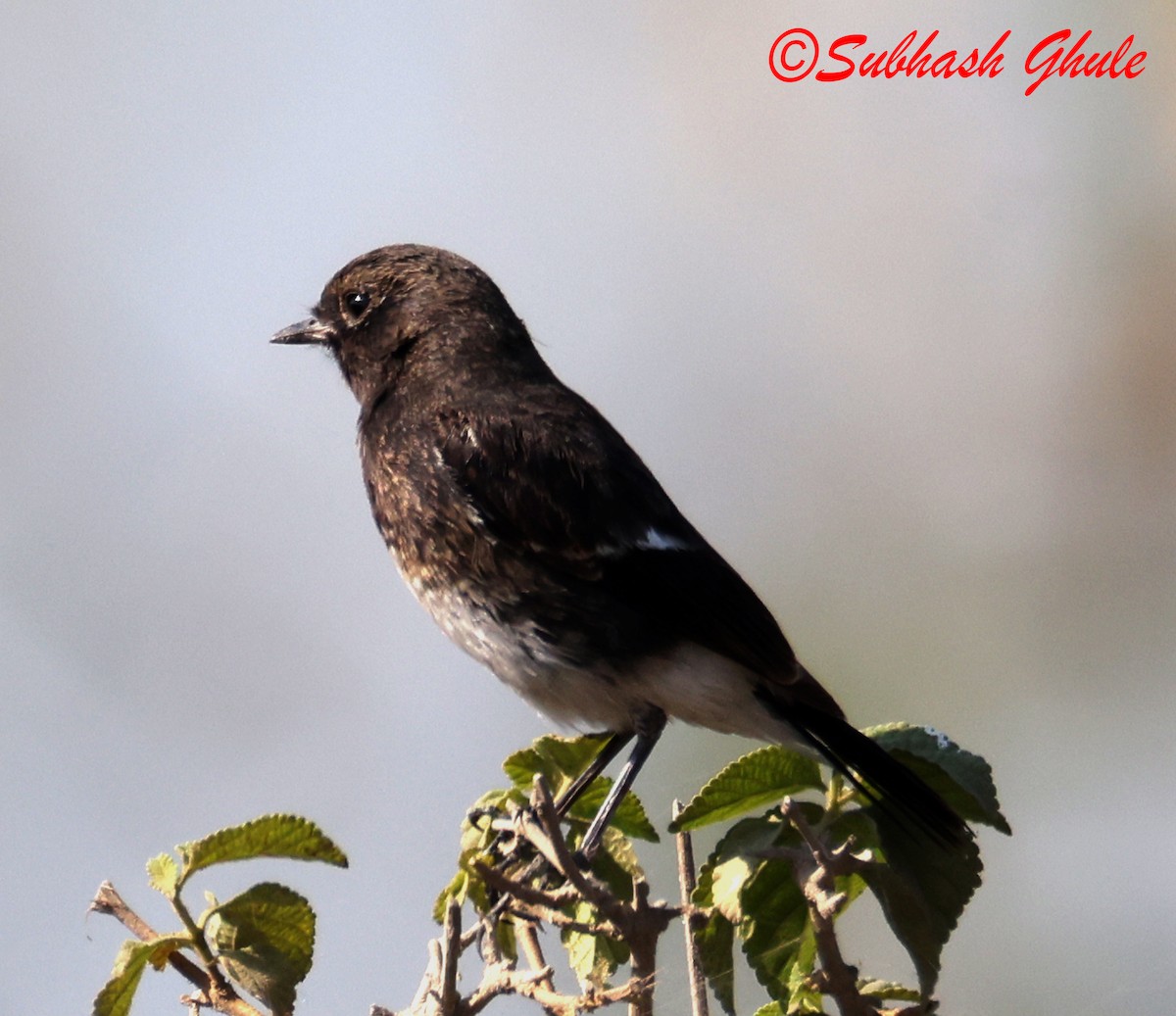 svartskvett - ML647603174