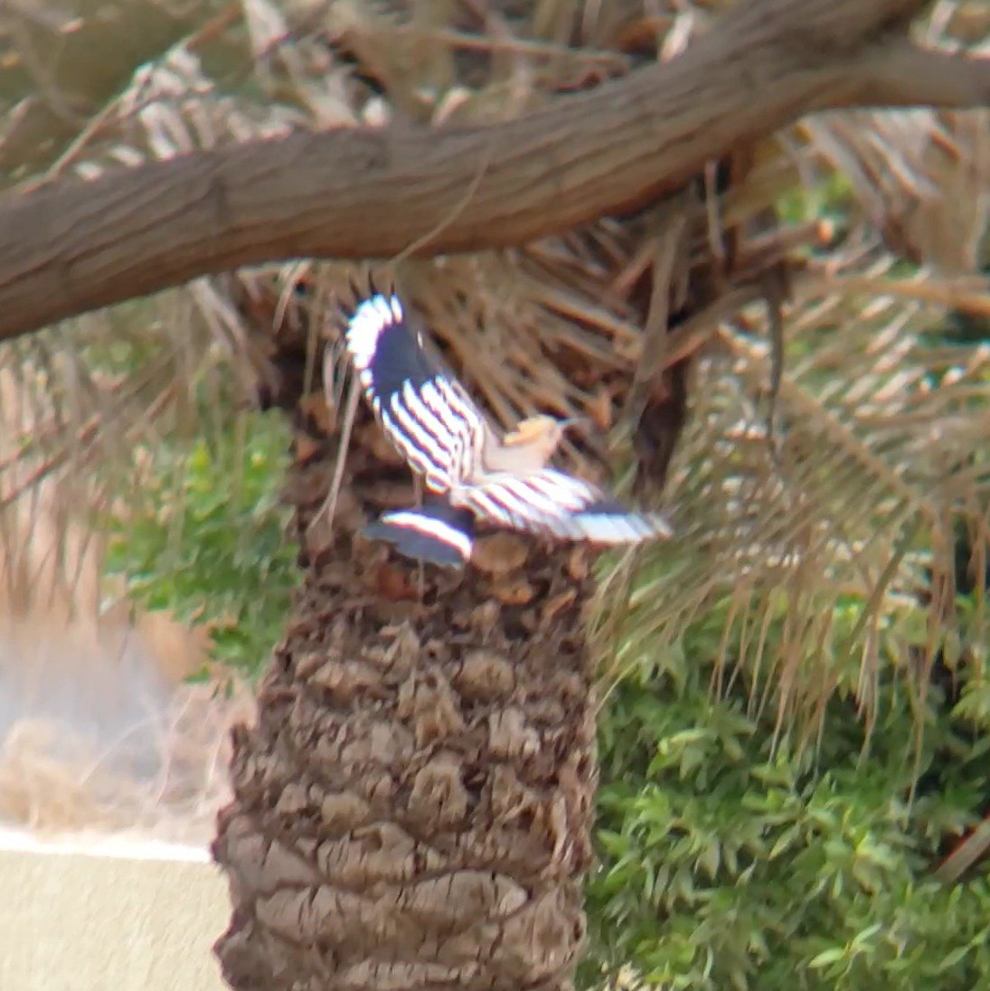 hærfugl - ML647603176