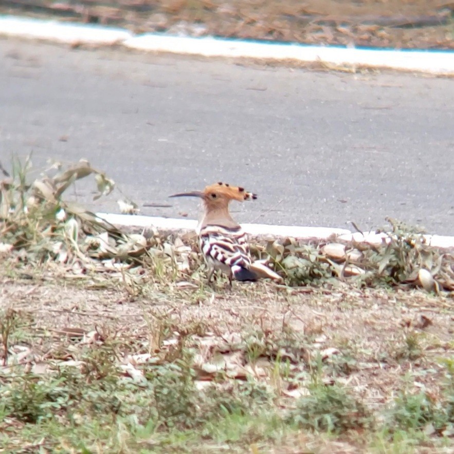 hærfugl - ML647603177