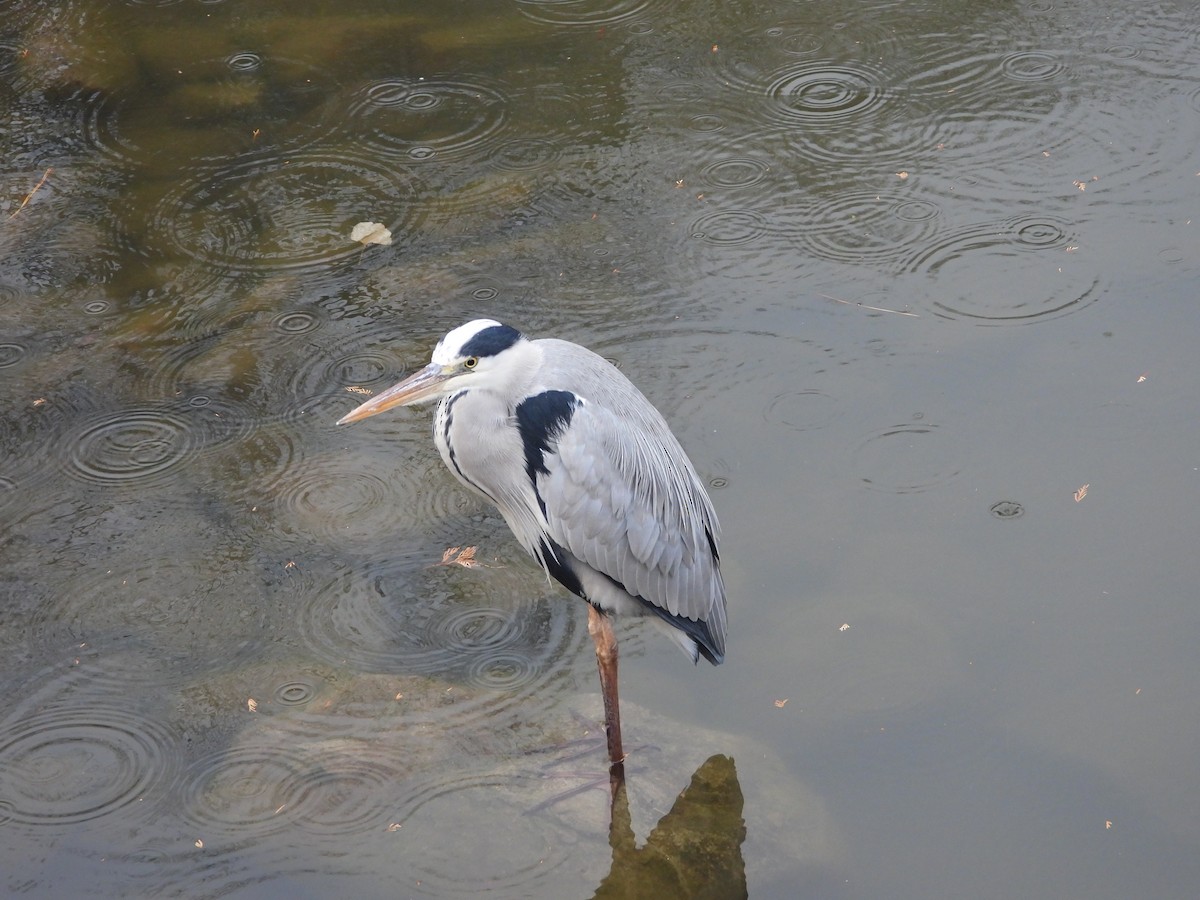 gråhegre - ML647603178