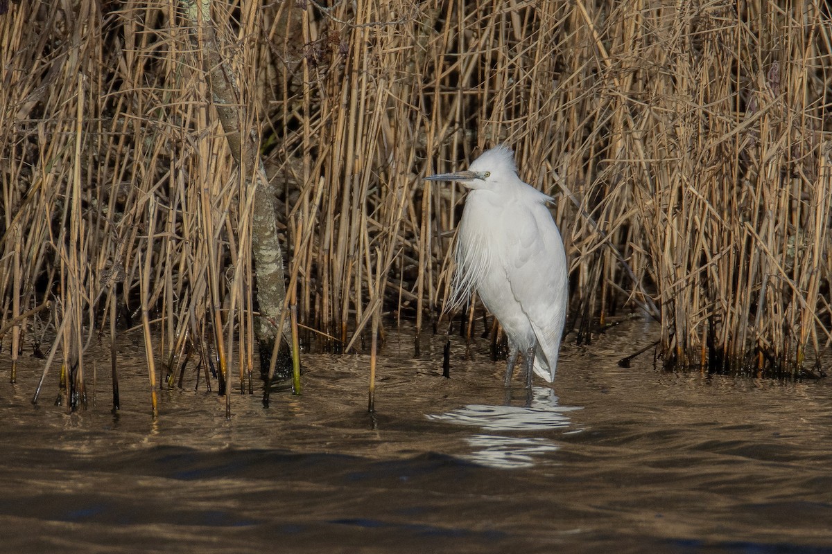 Seidenreiher - ML647603181