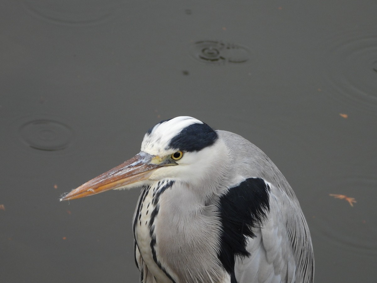 Graureiher - ML647603182