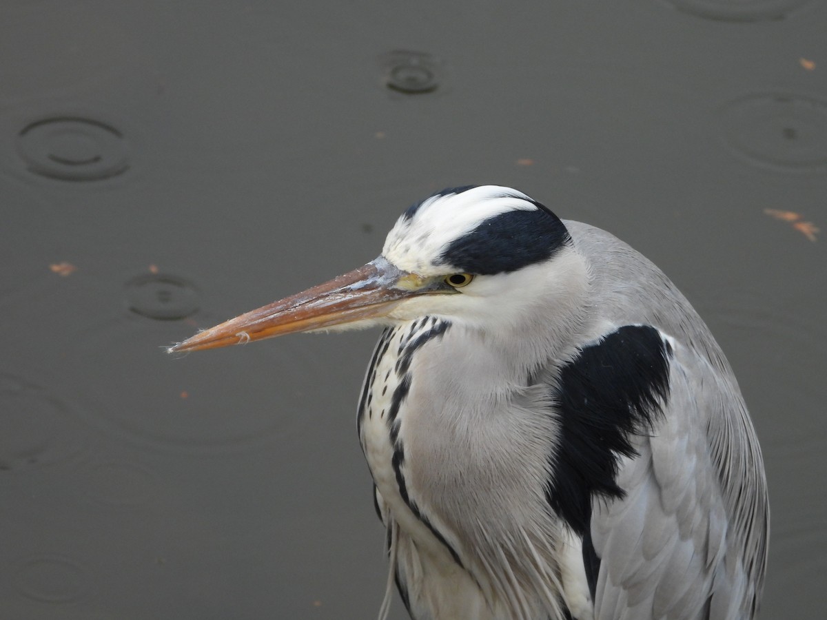 Graureiher - ML647603183