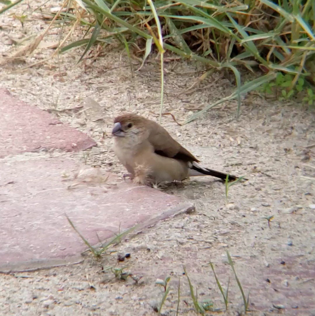 indiasølvnebb - ML647603184