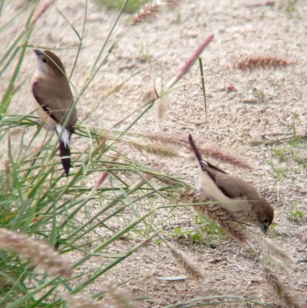 Indiensilberschnabel - ML647603185