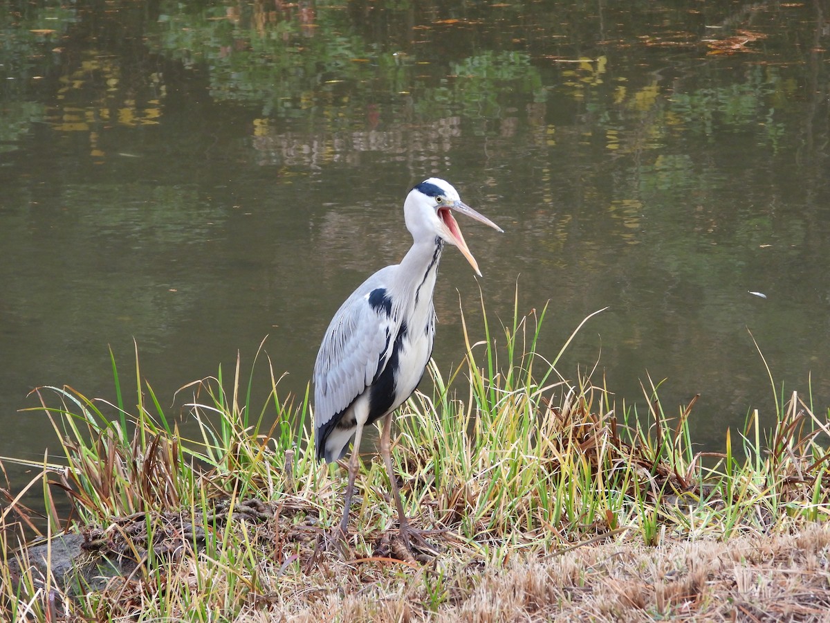 Graureiher - ML647603189