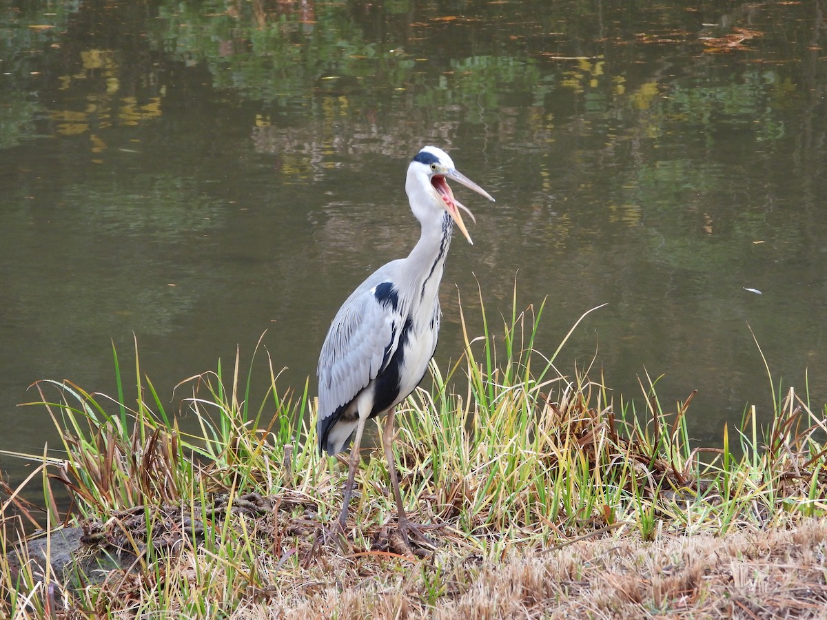 Graureiher - ML647603191