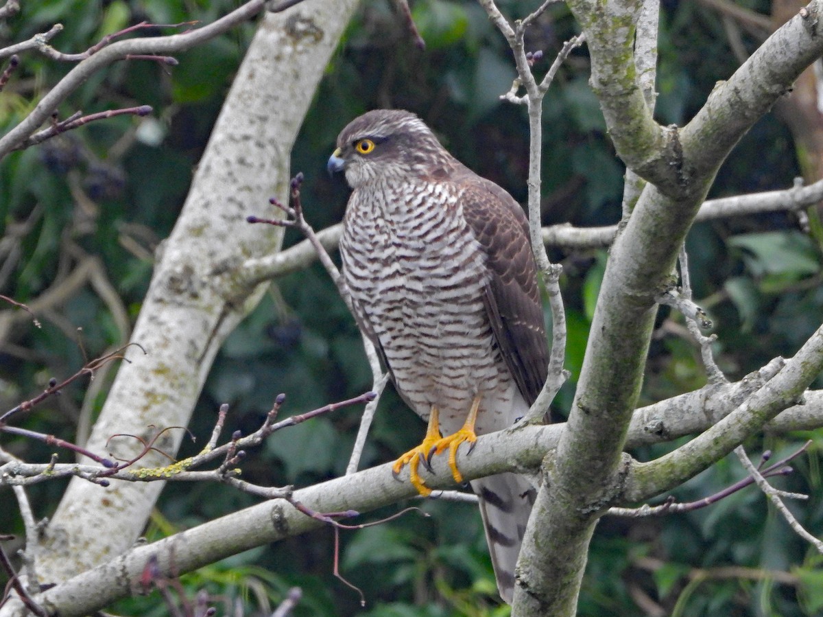 Sperber - ML647603192