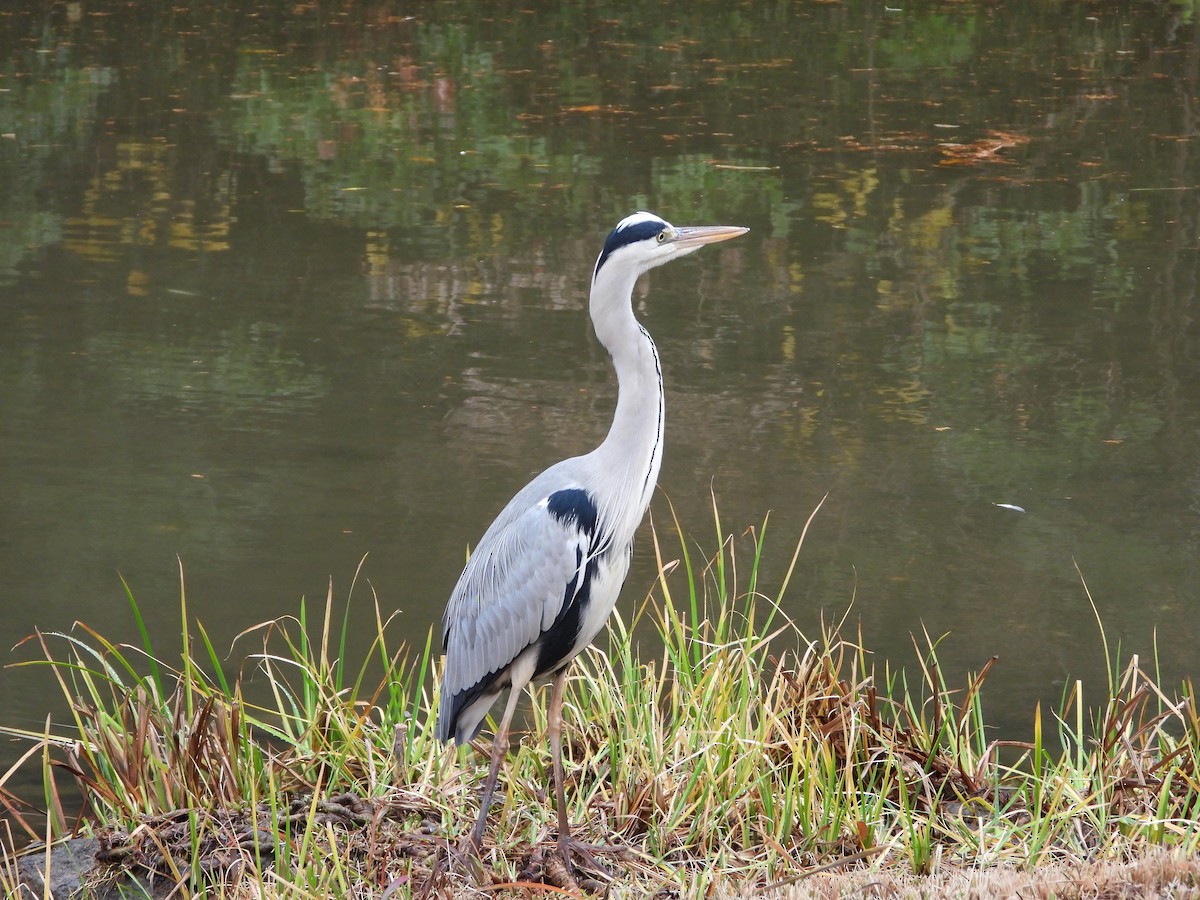 Graureiher - ML647603194