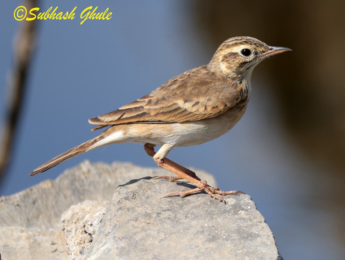 Orientspornpieper - ML647603195