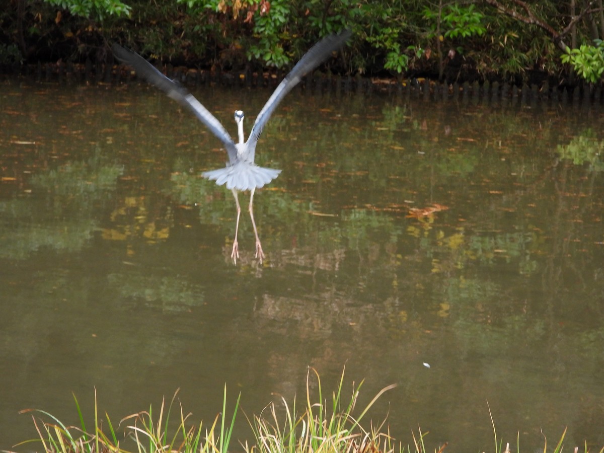 Graureiher - ML647603196