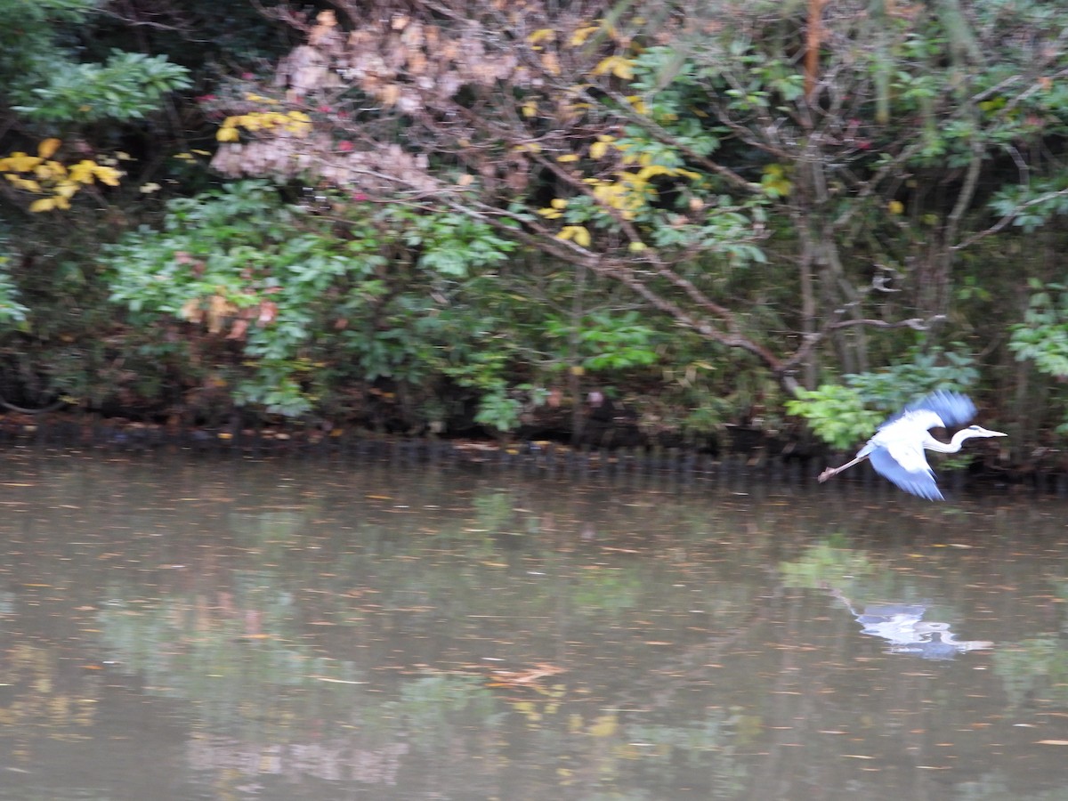 Graureiher - ML647603199