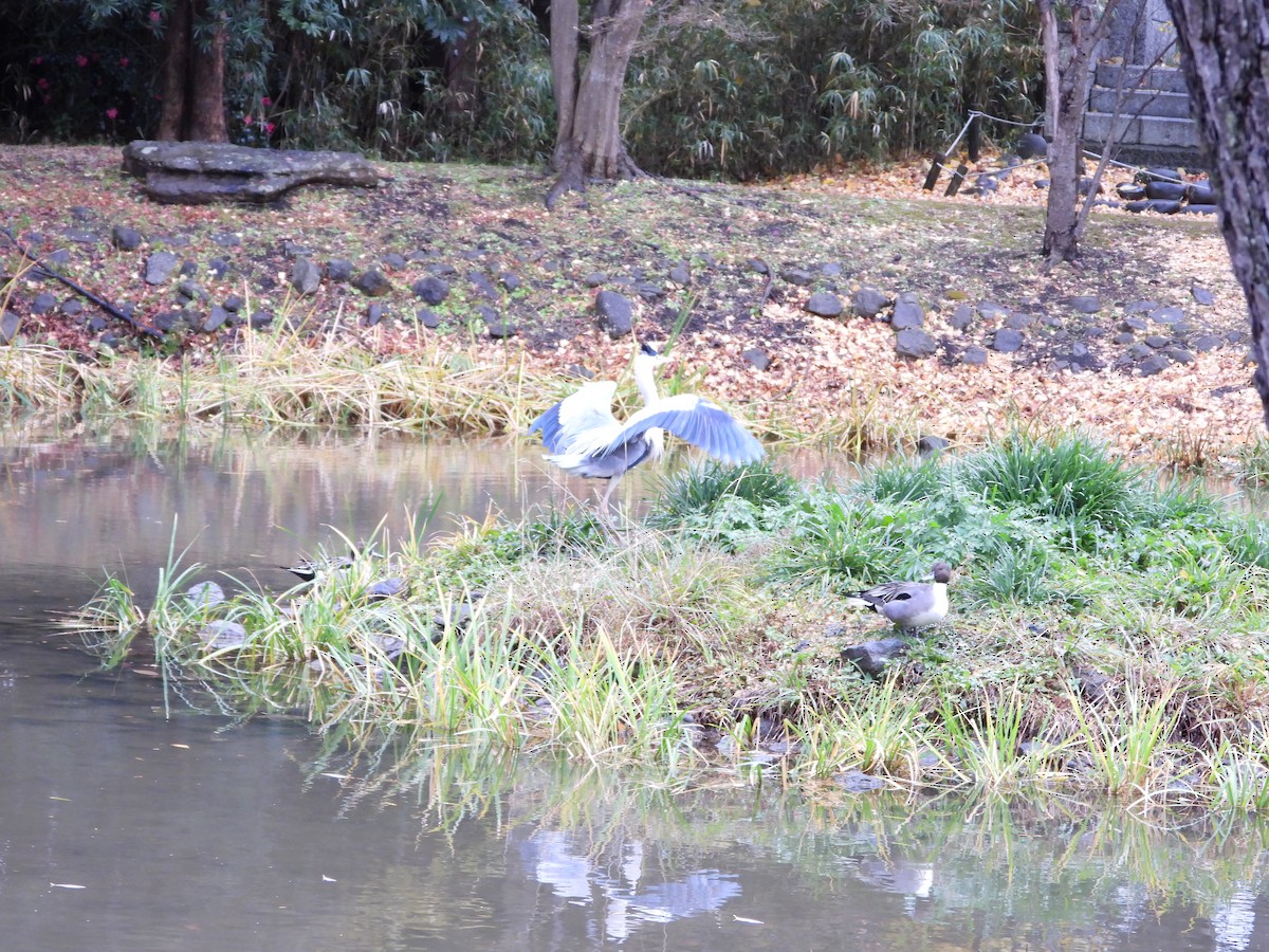 Graureiher - ML647603200