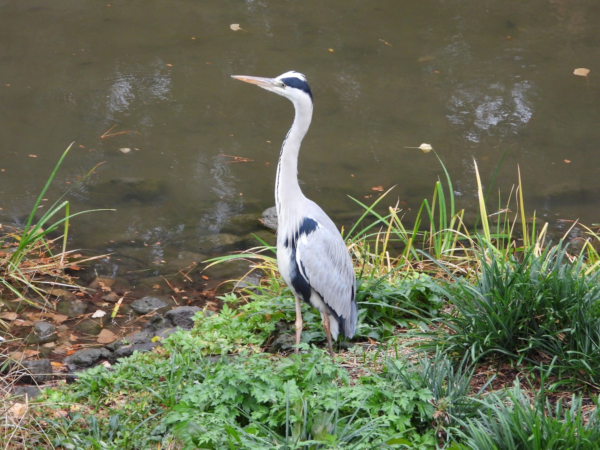 Graureiher - ML647603201