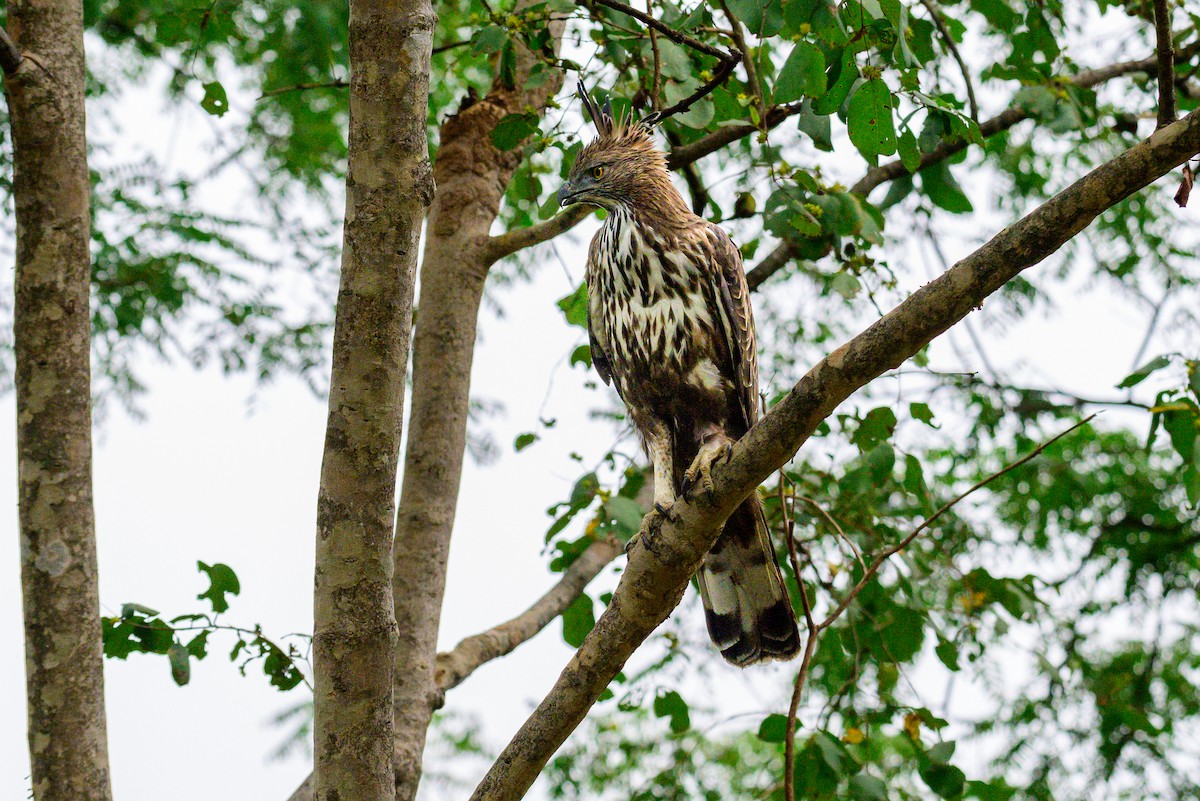 Indienhaubenadler - ML647603203