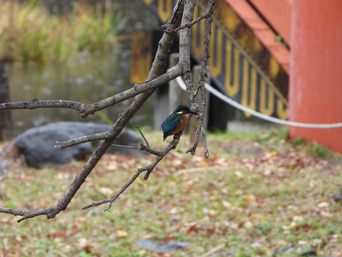 Eisvogel - ML647603205