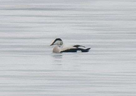 Eiderente - ML647603206