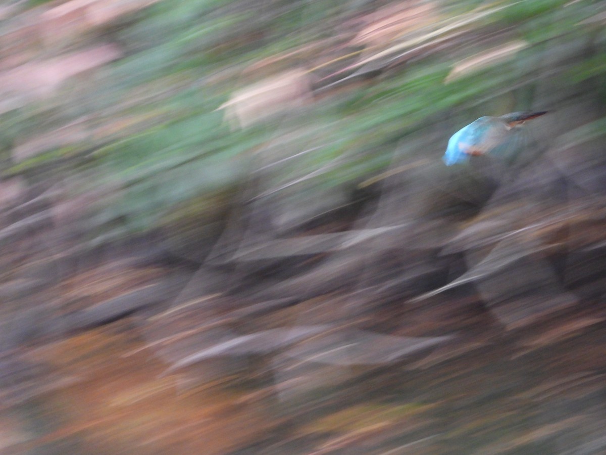 Eisvogel - ML647603207