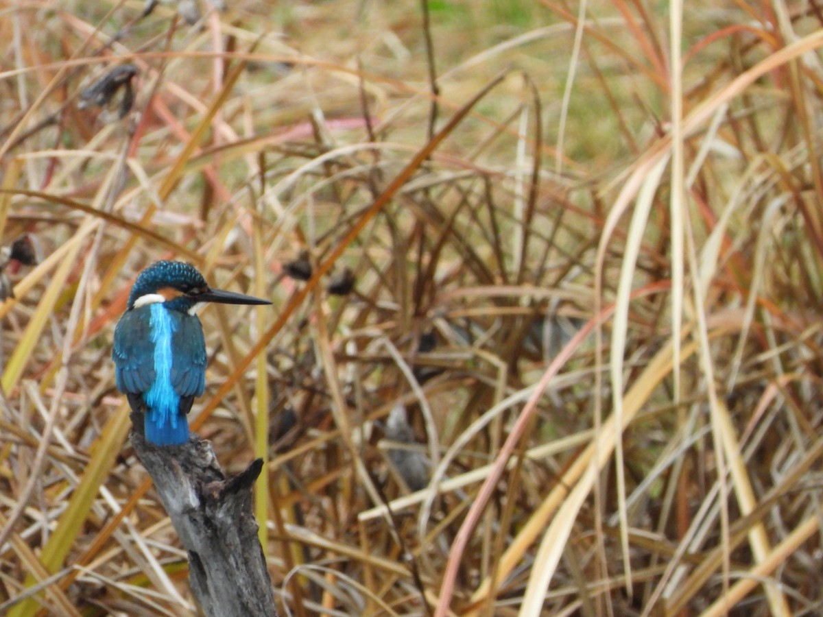 Eisvogel - ML647603208