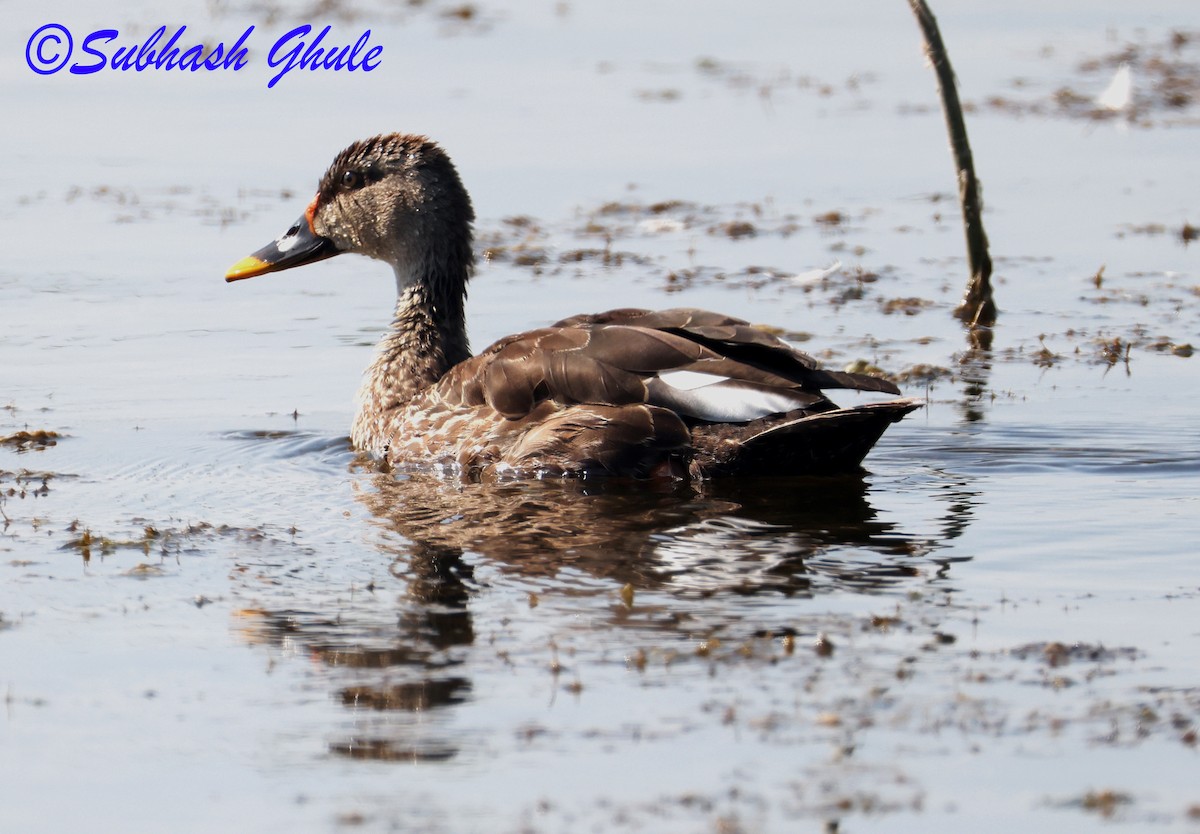 Indien-Fleckschnabelente - ML647603209