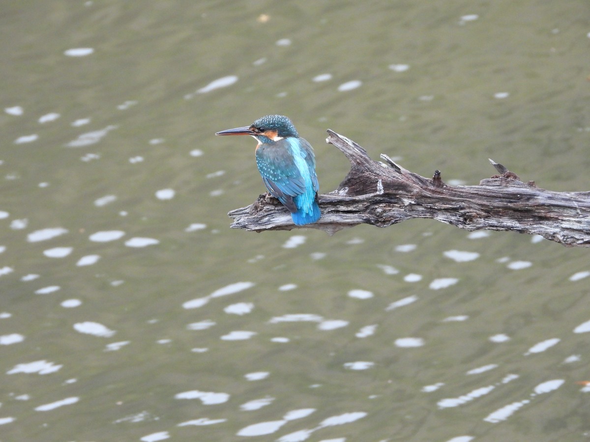 Eisvogel - ML647603210