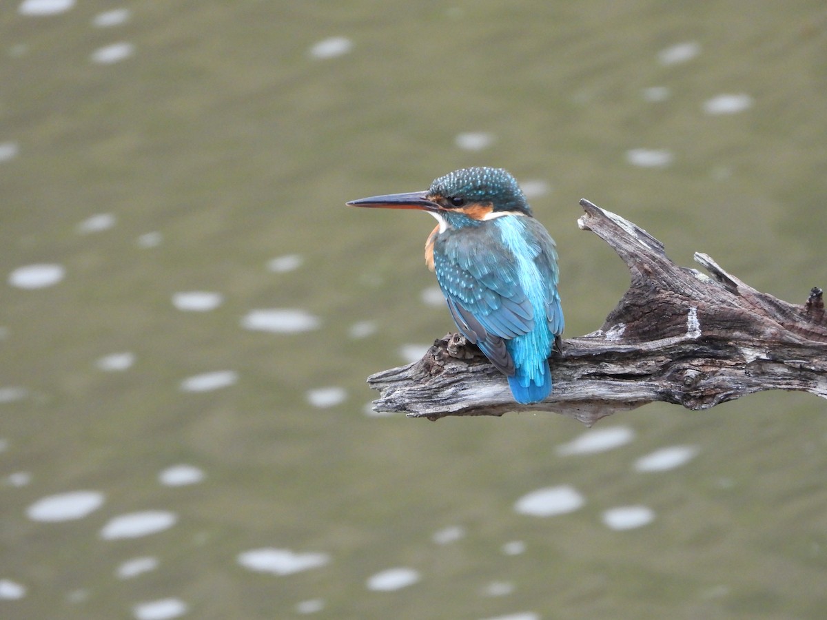 Eisvogel - ML647603211